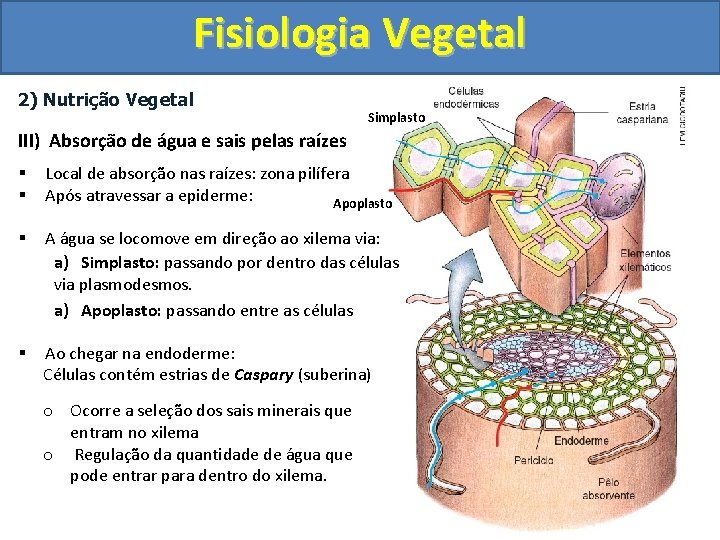 Fisiologia Vegetal 2) Nutrição Vegetal Simplasto III) Absorção de água e sais pelas raízes