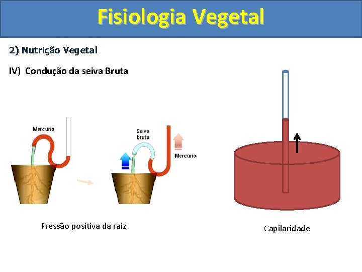 Fisiologia Vegetal 2) Nutrição Vegetal IV) Condução da seiva Bruta Pressão positiva da raiz