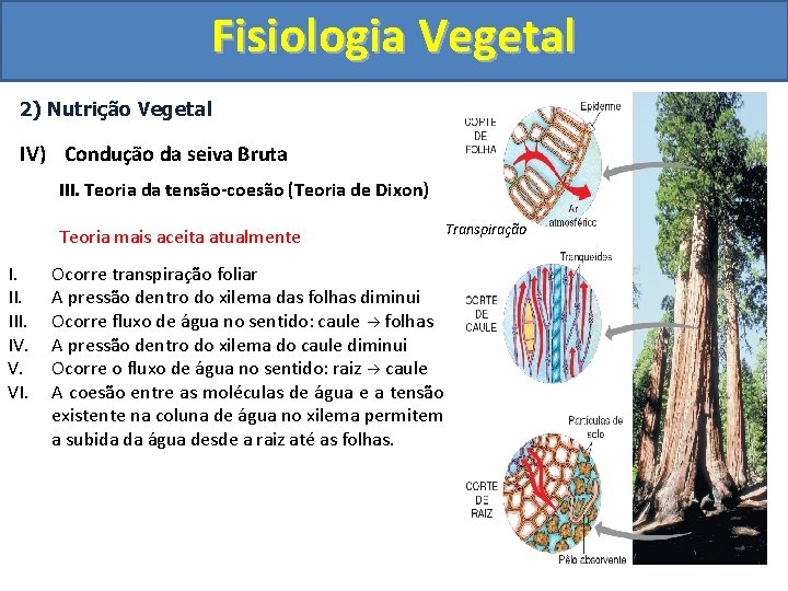 Fisiologia Vegetal 2) Nutrição Vegetal IV) Condução da seiva Bruta III. Teoria da tensão-coesão
