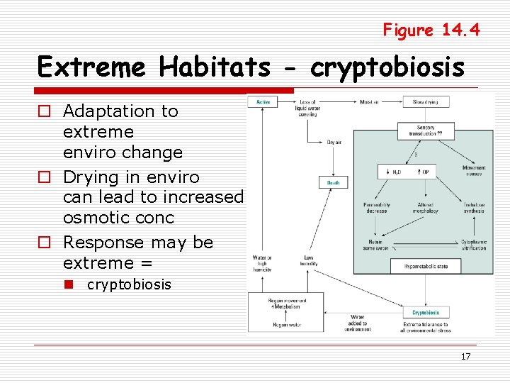 Figure 14. 4 Extreme Habitats - cryptobiosis o Adaptation to extreme enviro change o