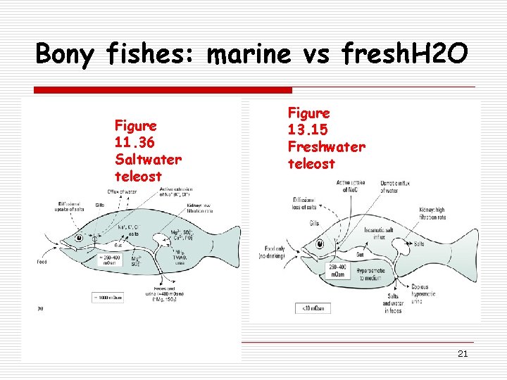 Bony fishes: marine vs fresh. H 2 O Figure 11. 36 Saltwater teleost Figure