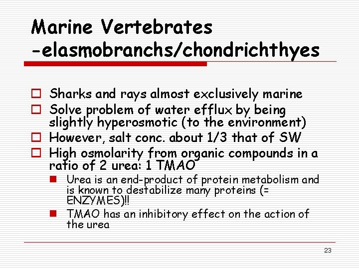 Marine Vertebrates -elasmobranchs/chondrichthyes o Sharks and rays almost exclusively marine o Solve problem of