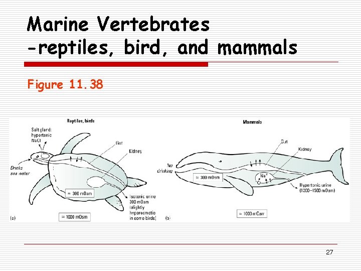 Marine Vertebrates -reptiles, bird, and mammals Figure 11. 38 27 
