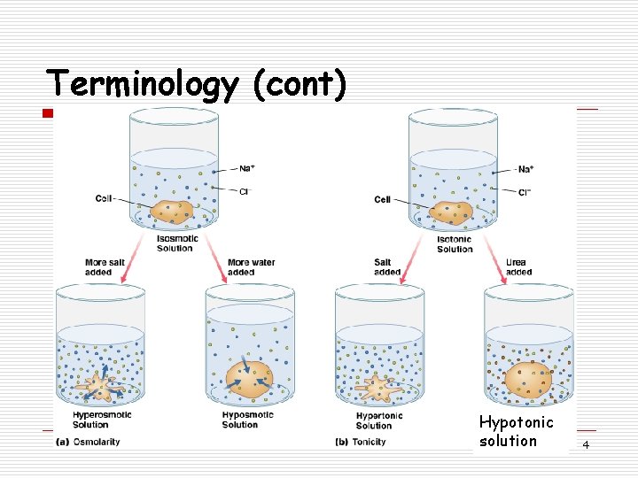 Terminology (cont) Hypotonic solution 4 