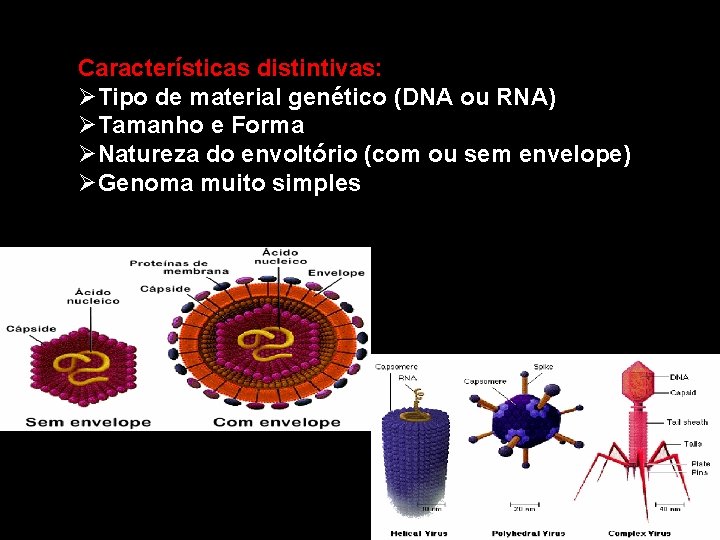 Características distintivas: ØTipo de material genético (DNA ou RNA) ØTamanho e Forma ØNatureza do
