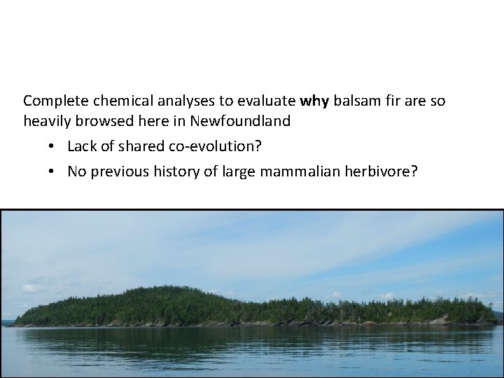 BROWSE IN RELATION TO PLANT CHEMISTRY? Complete chemical analyses to evaluate why balsam fir