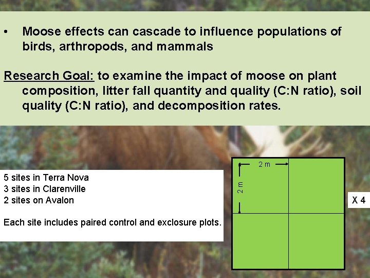  • Moose effects can cascade to influence populations of birds, arthropods, and mammals