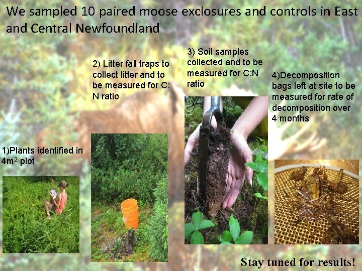 We sampled 10 paired moose exclosures and controls in East and Central Newfoundland 2)