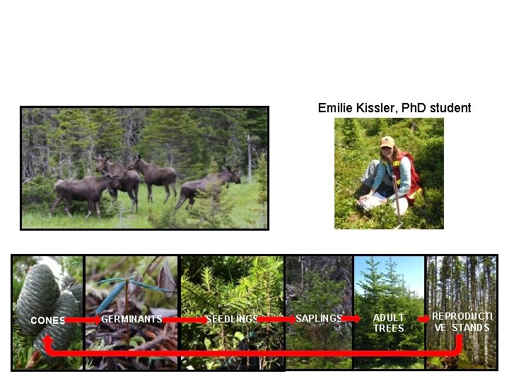 Evaluate what impact moose are having on regeneration trajectories of balsam fir forests? Emilie