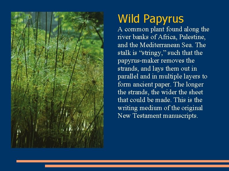 Wild Papyrus A common plant found along the river banks of Africa, Palestine, and