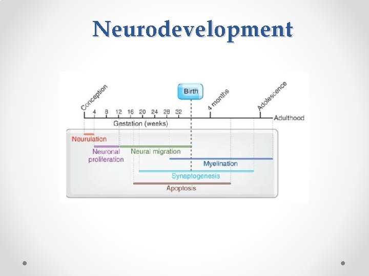 Neurodevelopment 