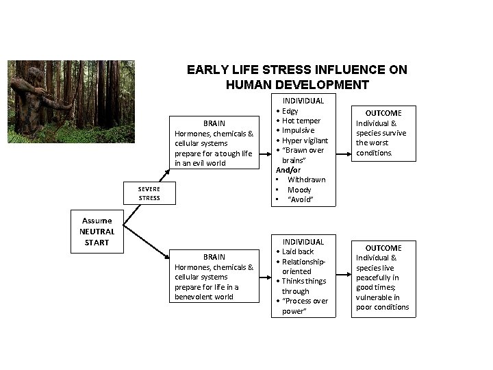 EARLY LIFE STRESS INFLUENCE ON HUMAN DEVELOPMENT BRAIN Hormones, chemicals & cellular systems prepare