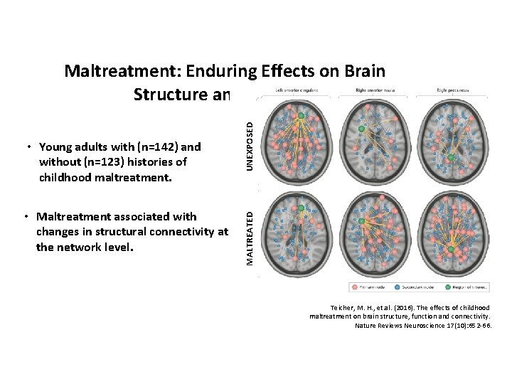  • Maltreatment associated with changes in structural connectivity at the network level. MALTREATED