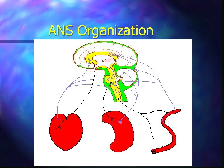 ANS Organization 