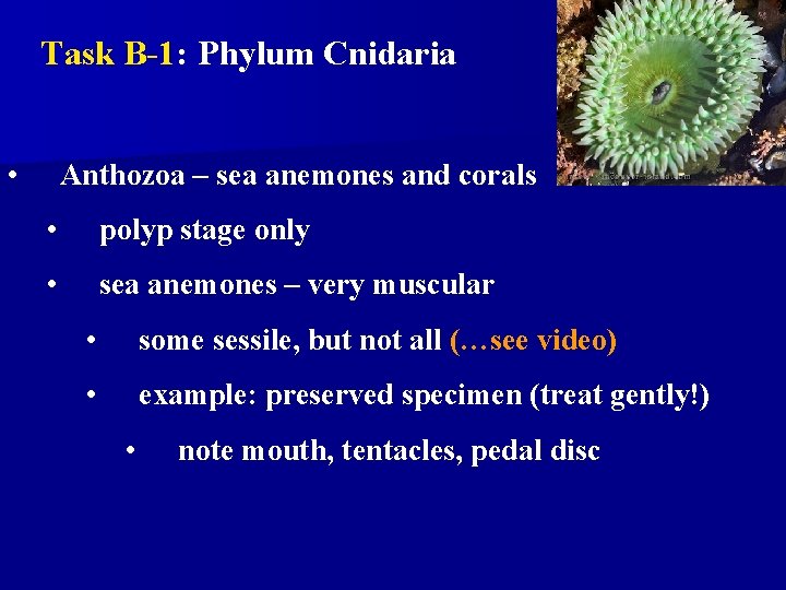 Task B-1: Phylum Cnidaria • Anthozoa – sea anemones and corals • polyp stage Task B-1: Phylum Cnidaria • Anthozoa – sea anemones and corals • polyp stage