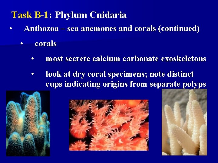 Task B-1: Phylum Cnidaria • Anthozoa – sea anemones and corals (continued) • corals Task B-1: Phylum Cnidaria • Anthozoa – sea anemones and corals (continued) • corals