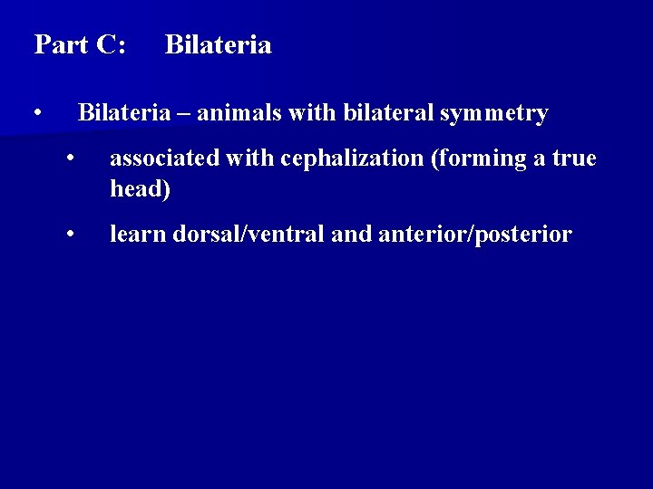 Part C: • Bilateria – animals with bilateral symmetry • associated with cephalization (forming Part C: • Bilateria – animals with bilateral symmetry • associated with cephalization (forming