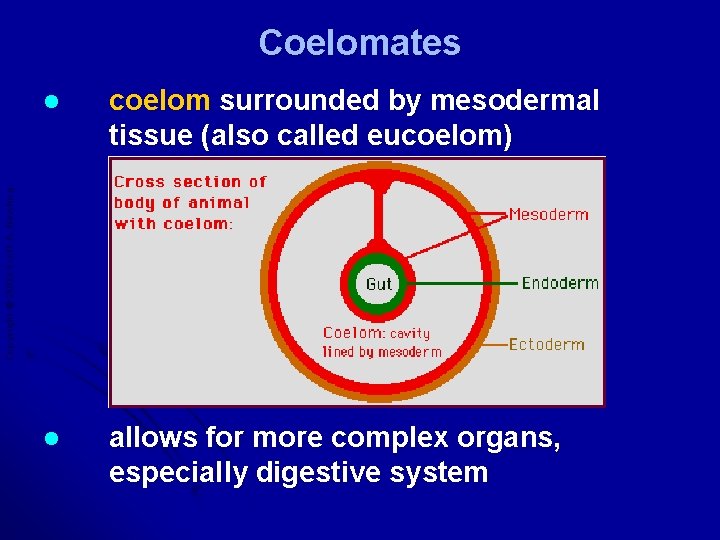 Coelomates coelom surrounded by mesodermal tissue (also called eucoelom) l allows for more complex Coelomates coelom surrounded by mesodermal tissue (also called eucoelom) l allows for more complex