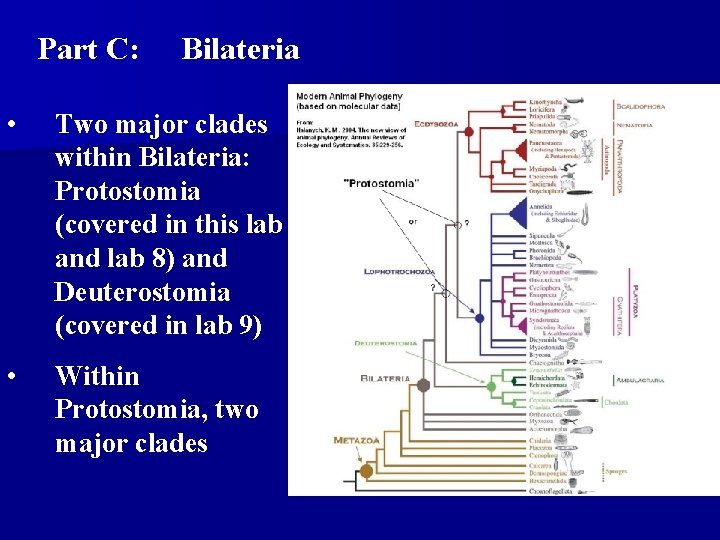 Part C: Bilateria • Two major clades within Bilateria: Protostomia (covered in this lab Part C: Bilateria • Two major clades within Bilateria: Protostomia (covered in this lab