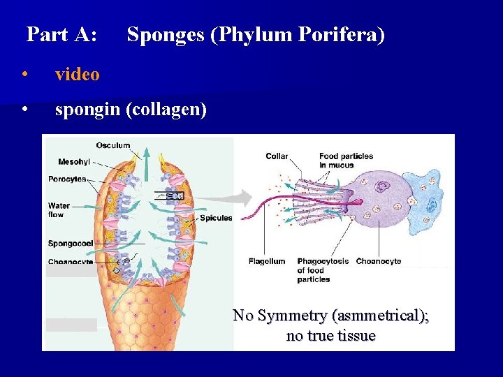 Part A: Sponges (Phylum Porifera) • video • spongin (collagen) No Symmetry (asmmetrical); no Part A: Sponges (Phylum Porifera) • video • spongin (collagen) No Symmetry (asmmetrical); no