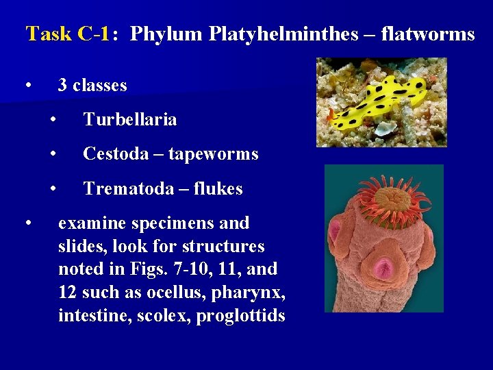 Task C-1: Phylum Platyhelminthes – flatworms • • 3 classes • Turbellaria • Cestoda Task C-1: Phylum Platyhelminthes – flatworms • • 3 classes • Turbellaria • Cestoda