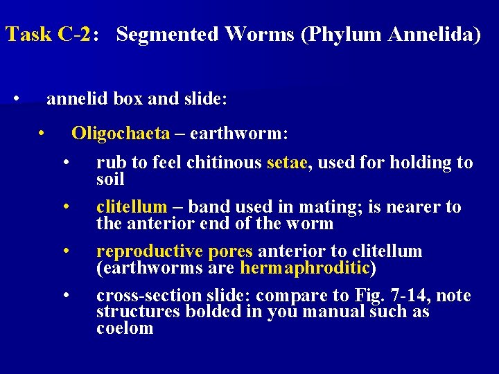 Task C-2: Segmented Worms (Phylum Annelida) • annelid box and slide: • Oligochaeta – Task C-2: Segmented Worms (Phylum Annelida) • annelid box and slide: • Oligochaeta –