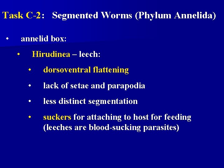 Task C-2: Segmented Worms (Phylum Annelida) • annelid box: • Hirudinea – leech: • Task C-2: Segmented Worms (Phylum Annelida) • annelid box: • Hirudinea – leech: •