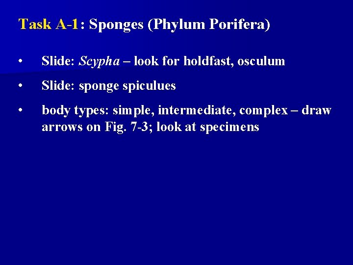 Task A-1: Sponges (Phylum Porifera) • Slide: Scypha – look for holdfast, osculum • Task A-1: Sponges (Phylum Porifera) • Slide: Scypha – look for holdfast, osculum •