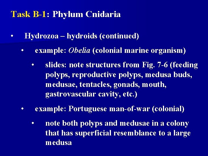 Task B-1: Phylum Cnidaria • Hydrozoa – hydroids (continued) • example: Obelia (colonial marine Task B-1: Phylum Cnidaria • Hydrozoa – hydroids (continued) • example: Obelia (colonial marine