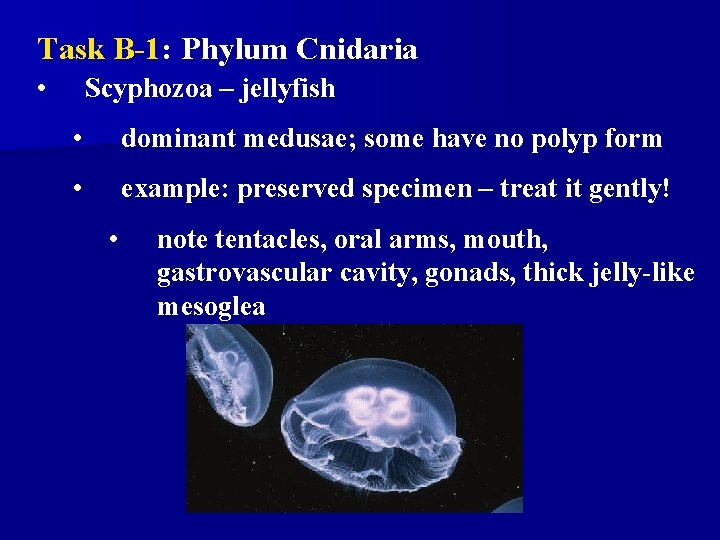 Task B-1: Phylum Cnidaria • Scyphozoa – jellyfish • dominant medusae; some have no Task B-1: Phylum Cnidaria • Scyphozoa – jellyfish • dominant medusae; some have no