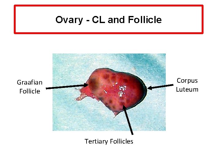 Ovary - CL and Follicle Corpus Luteum Graafian Follicle Tertiary Follicles 