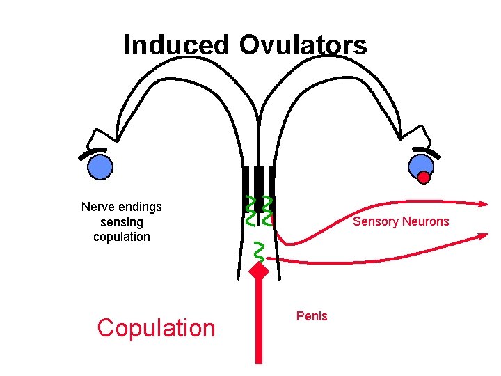 Induced Ovulators Nerve endings sensing copulation Copulation Sensory Neurons Penis 