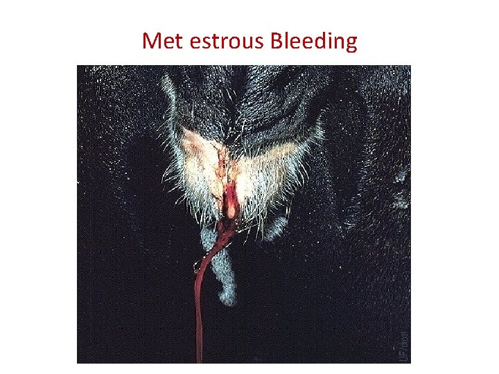 Met estrous Bleeding 