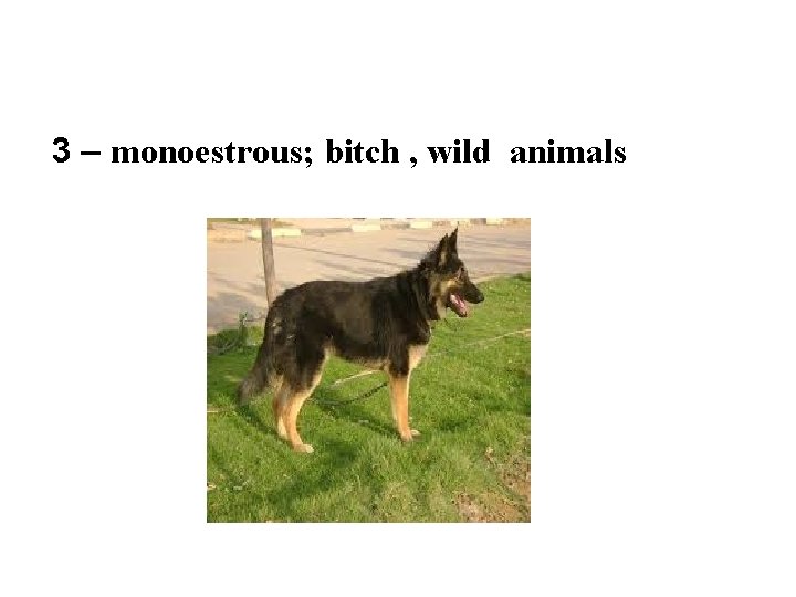 3 – monoestrous; bitch , wild animals 