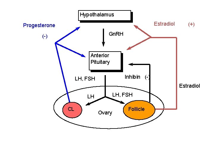 Hypothalamus Estradiol Progesterone (+) Gn. RH (-) Anterior Pituitary Inhibin (-) LH, FSH Estradiol