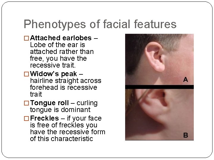 Phenotypes of facial features � Attached earlobes – Lobe of the ear is attached