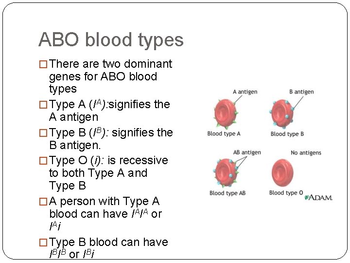 ABO blood types � There are two dominant genes for ABO blood types �