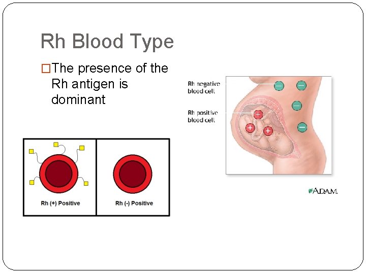 Rh Blood Type �The presence of the Rh antigen is dominant 