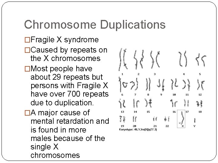Chromosome Duplications �Fragile X syndrome �Caused by repeats on the X chromosomes �Most people