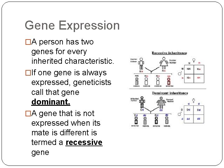 Gene Expression �A person has two genes for every inherited characteristic. �If one gene