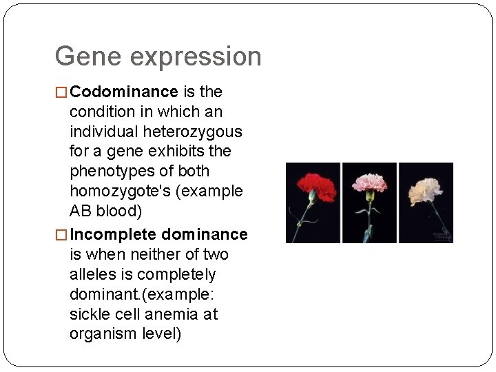 Gene expression � Codominance is the condition in which an individual heterozygous for a
