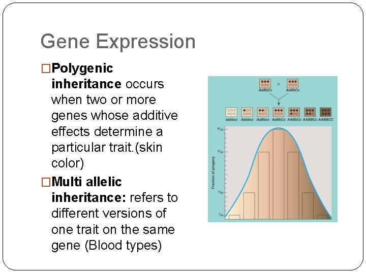 Gene Expression �Polygenic inheritance occurs when two or more genes whose additive effects determine