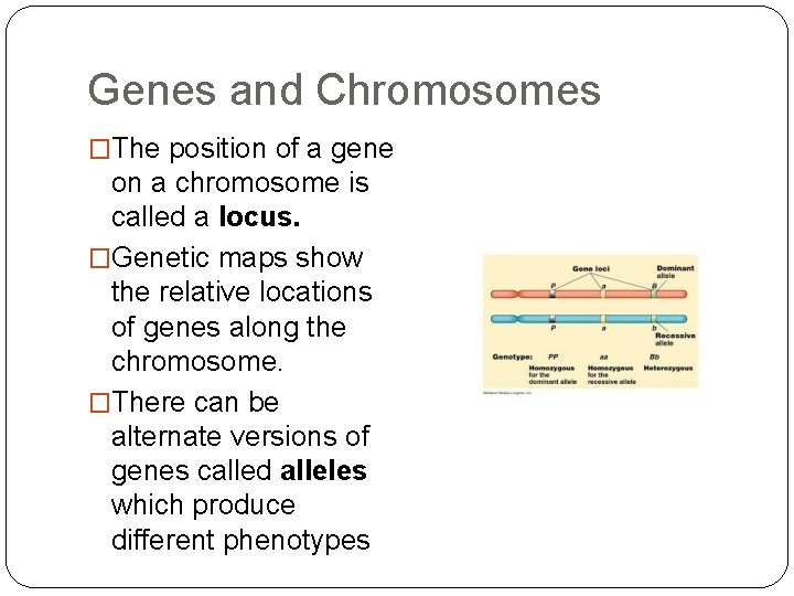 Genes and Chromosomes �The position of a gene on a chromosome is called a