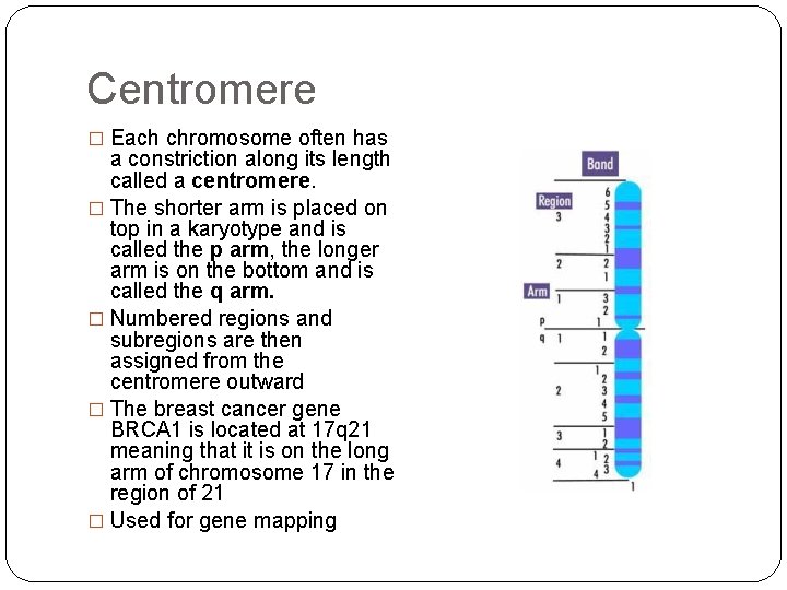 Centromere � Each chromosome often has a constriction along its length called a centromere.
