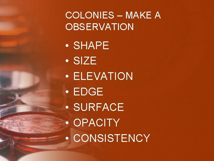 COLONIES – MAKE A OBSERVATION • • SHAPE SIZE ELEVATION EDGE SURFACE OPACITY CONSISTENCY