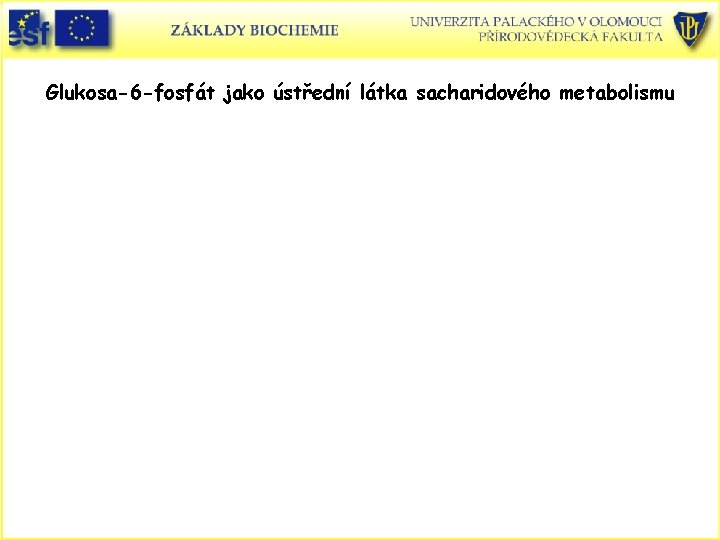 Glukosa-6 -fosfát jako ústřední látka sacharidového metabolismu 