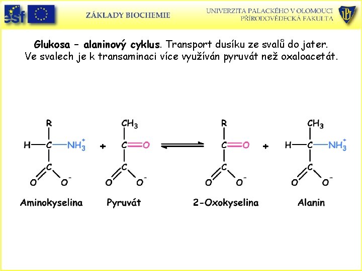 Glukosa – alaninový cyklus. Transport dusíku ze svalů do jater. Ve svalech je k