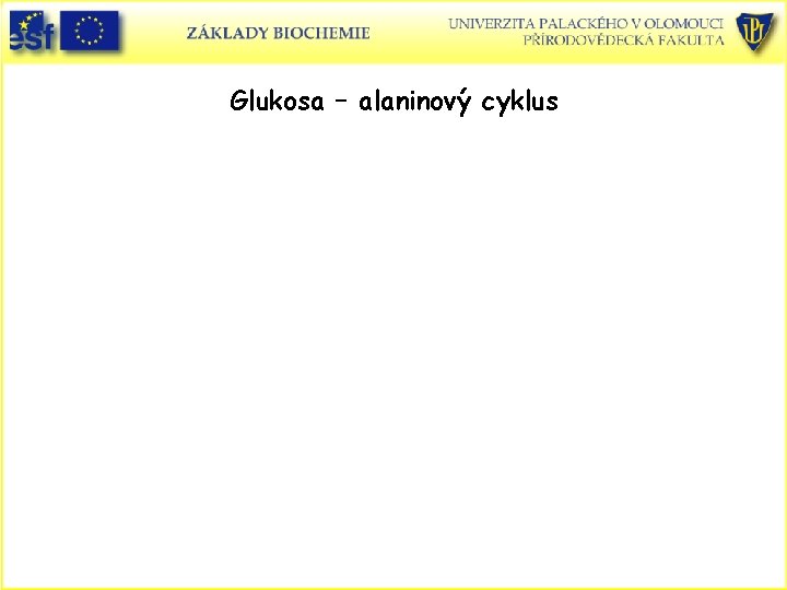 Glukosa – alaninový cyklus 