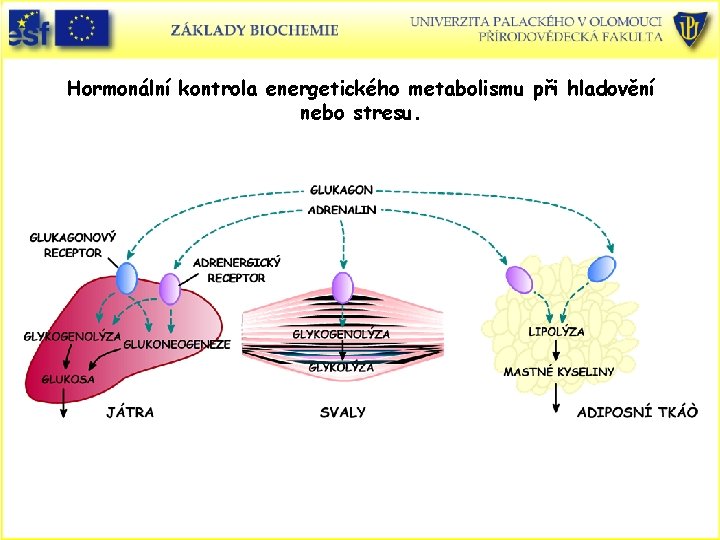 Hormonální kontrola energetického metabolismu při hladovění nebo stresu. 