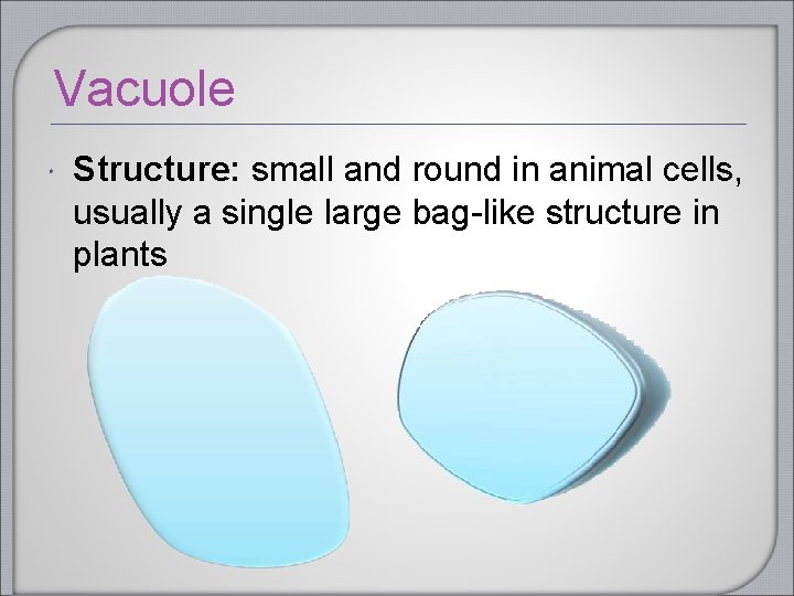 Vacuole Structure: small and round in animal cells, usually a single large bag-like structure